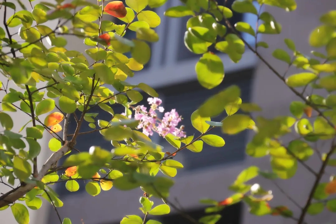 91精品国产自产在线老师啪